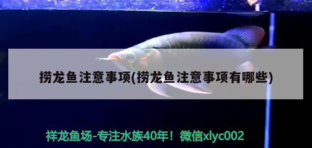 撈龍魚注意事項(撈龍魚注意事項有哪些) 野生埃及神仙魚