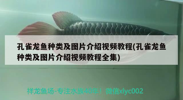 孔雀龍魚種類及圖片介紹視頻教程(孔雀龍魚種類及圖片介紹視頻教程全集) 魟魚百科