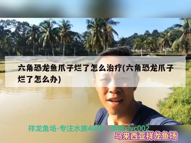 六角恐龍魚(yú)爪子爛了怎么治療(六角恐龍爪子爛了怎么辦) 胭脂孔雀龍魚(yú)