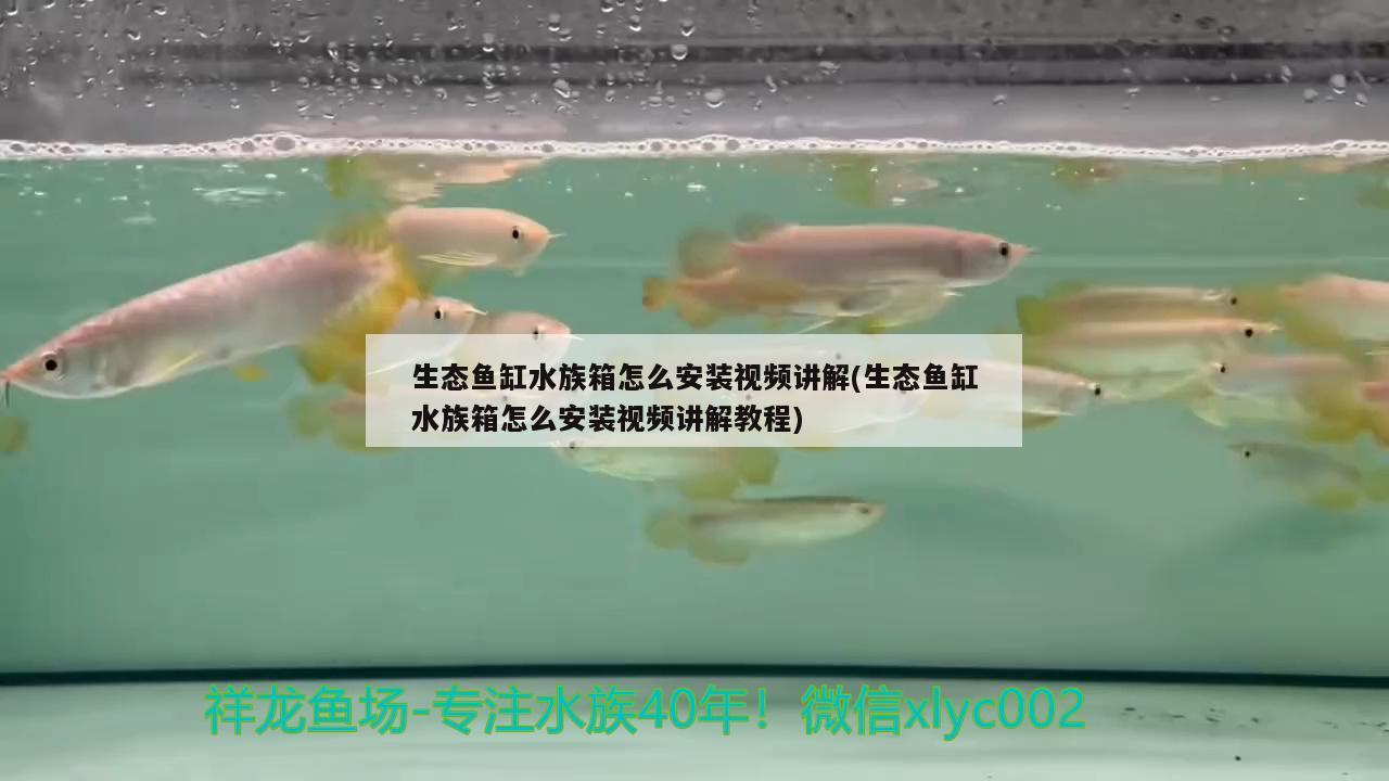 生態(tài)魚缸水族箱怎么安裝視頻講解(生態(tài)魚缸水族箱怎么安裝視頻講解教程) 魚缸/水族箱