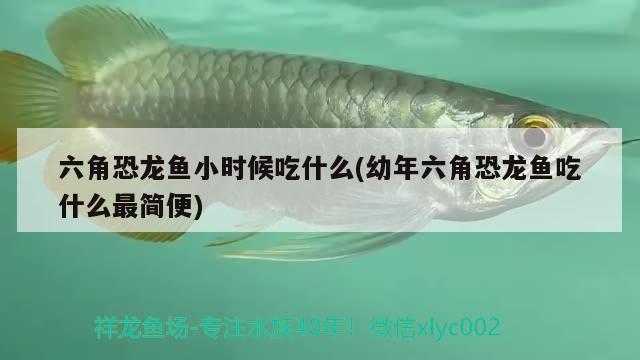 六角恐龍魚(yú)小時(shí)候吃什么(幼年六角恐龍魚(yú)吃什么最簡(jiǎn)便)