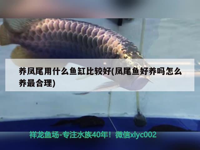 養(yǎng)鳳尾用什么魚缸比較好(鳳尾魚好養(yǎng)嗎怎么養(yǎng)最合理)