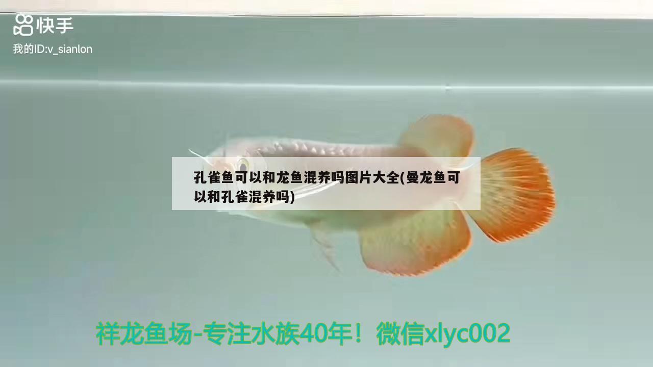 孔雀魚(yú)可以和龍魚(yú)混養(yǎng)嗎圖片大全(曼龍魚(yú)可以和孔雀混養(yǎng)嗎) 玫瑰銀版魚(yú)