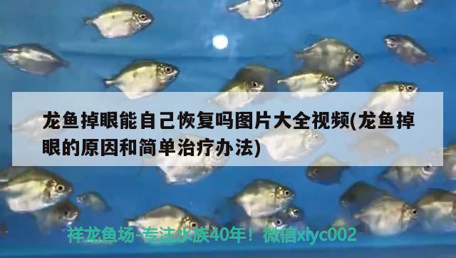 龍魚掉眼能自己恢復(fù)嗎圖片大全視頻(龍魚掉眼的原因和簡單治療辦法)