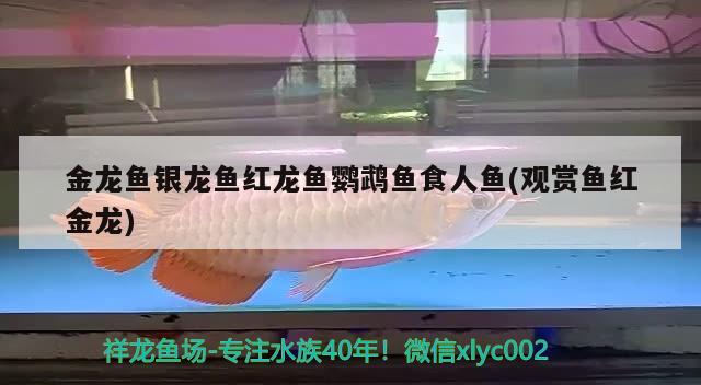 金龍魚銀龍魚紅龍魚鸚鵡魚食人魚(觀賞魚紅金龍) 食人魚（水虎）