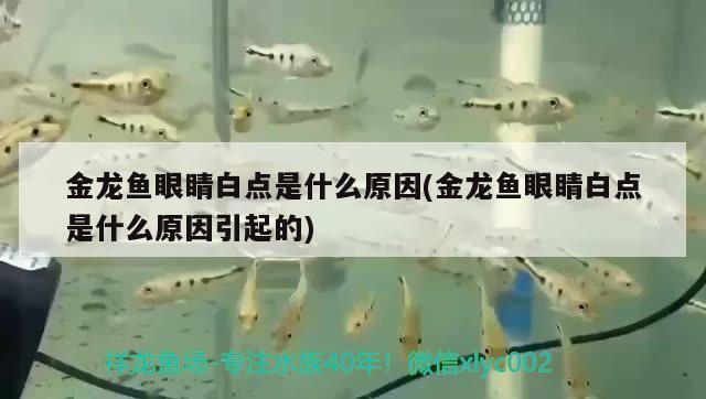 金龍魚眼睛白點是什么原因(金龍魚眼睛白點是什么原因引起的)