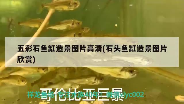 五彩石魚(yú)缸造景圖片高清(石頭魚(yú)缸造景圖片欣賞)