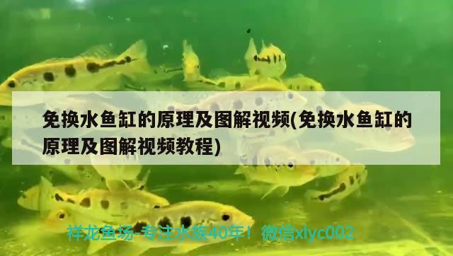 免換水魚缸的原理及圖解視頻(免換水魚缸的原理及圖解視頻教程) 硝化細菌