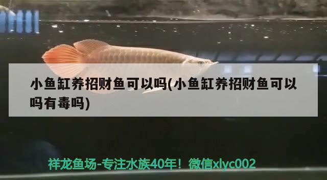 小魚(yú)缸養(yǎng)招財(cái)魚(yú)可以嗎(小魚(yú)缸養(yǎng)招財(cái)魚(yú)可以嗎有毒嗎)