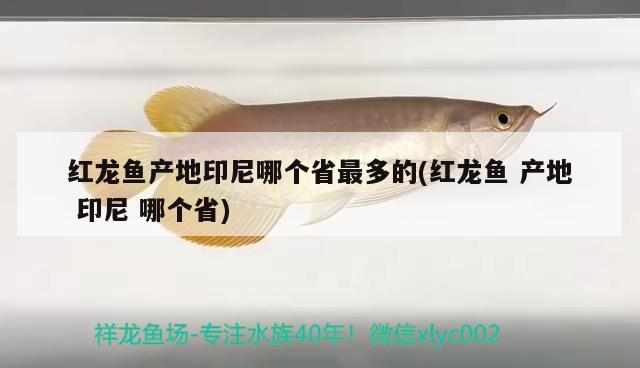 紅龍魚產(chǎn)地印尼哪個省最多的(紅龍魚產(chǎn)地印尼哪個省)