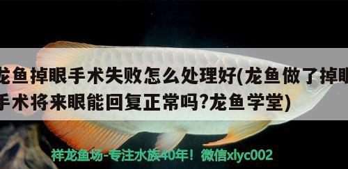 龍魚(yú)掉眼手術(shù)失敗怎么處理好(龍魚(yú)做了掉眼手術(shù)將來(lái)眼能回復(fù)正常嗎?龍魚(yú)學(xué)堂) 白化巴西龜（白巴） 第3張