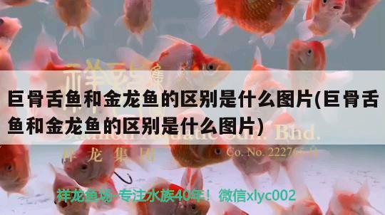 巨骨舌魚和金龍魚的區(qū)別是什么圖片(巨骨舌魚和金龍魚的區(qū)別是什么圖片)