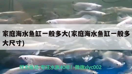 家庭海水魚缸一般多大(家庭海水魚缸一般多大尺寸)