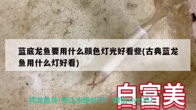 藍底龍魚要用什么顏色燈光好看些(古典藍龍魚用什么燈好看)