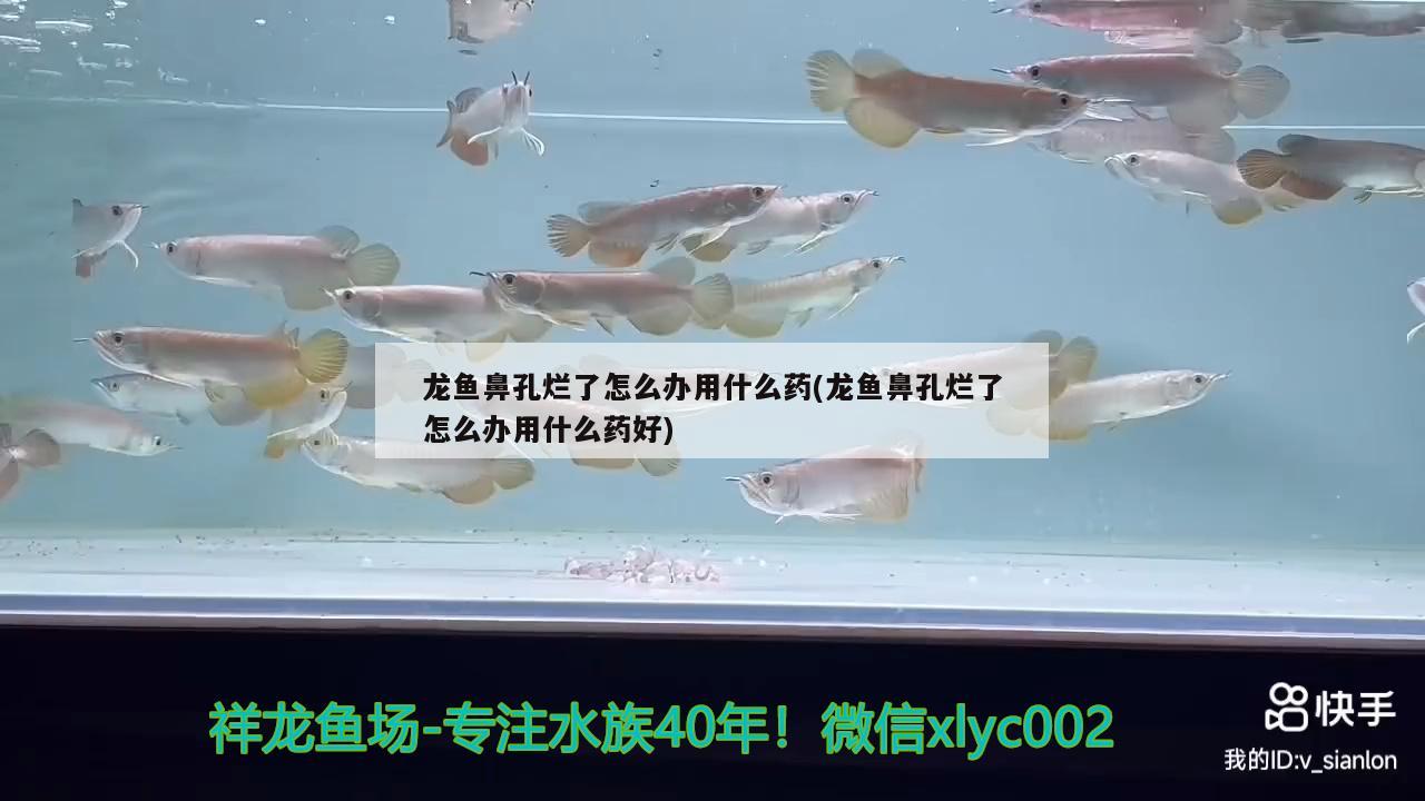 龍魚鼻孔爛了怎么辦用什么藥(龍魚鼻孔爛了怎么辦用什么藥好)