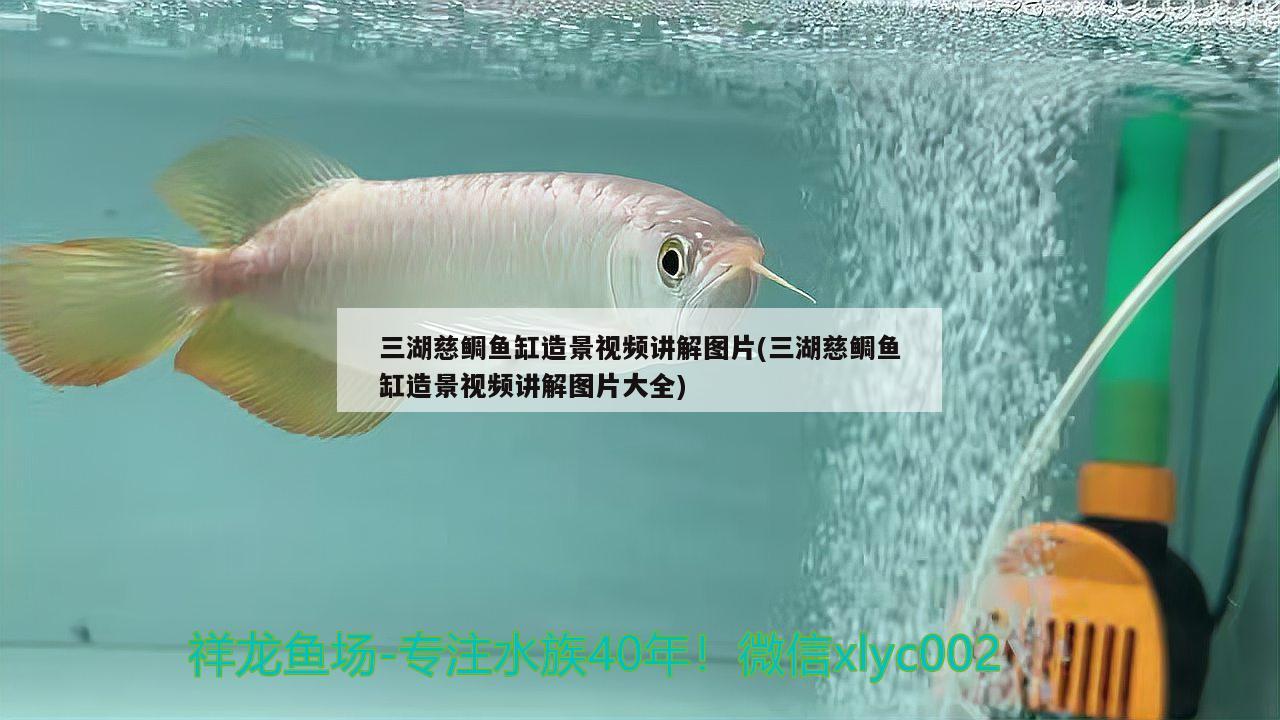 三湖慈鯛魚(yú)缸造景視頻講解圖片(三湖慈鯛魚(yú)缸造景視頻講解圖片大全)