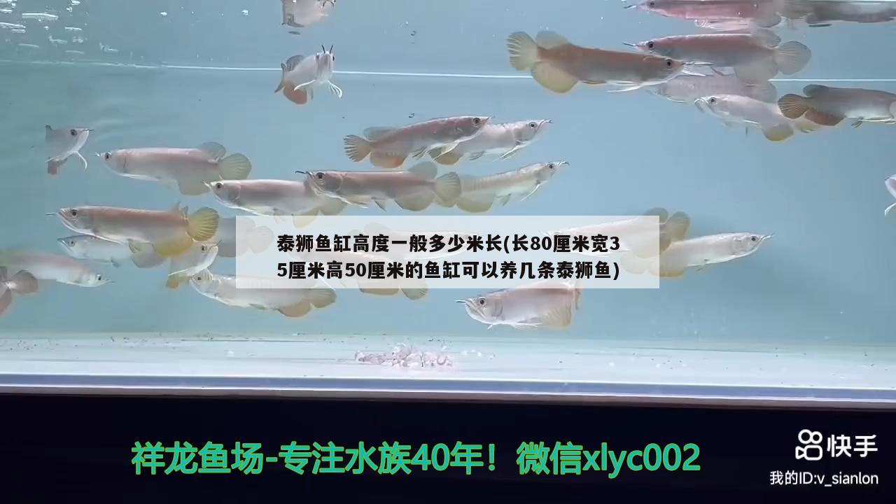 泰獅魚缸高度一般多少米長(zhǎng)(長(zhǎng)80厘米寬35厘米高50厘米的魚缸可以養(yǎng)幾條泰獅魚) 祥龍水族護(hù)理水