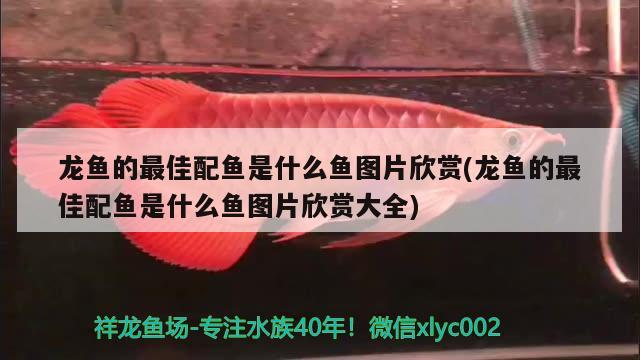 龍魚的最佳配魚是什么魚圖片欣賞(龍魚的最佳配魚是什么魚圖片欣賞大全) 過背金龍魚