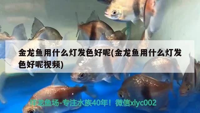 金龍魚用什么燈發(fā)色好呢(金龍魚用什么燈發(fā)色好呢視頻) 孵化器 第2張