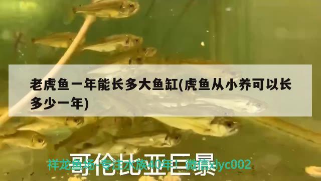 老虎魚一年能長多大魚缸(虎魚從小養(yǎng)可以長多少一年) 虎魚百科