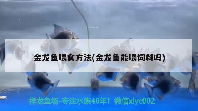 金龍魚喂食方法(金龍魚能喂飼料嗎) 金頭過背金龍魚