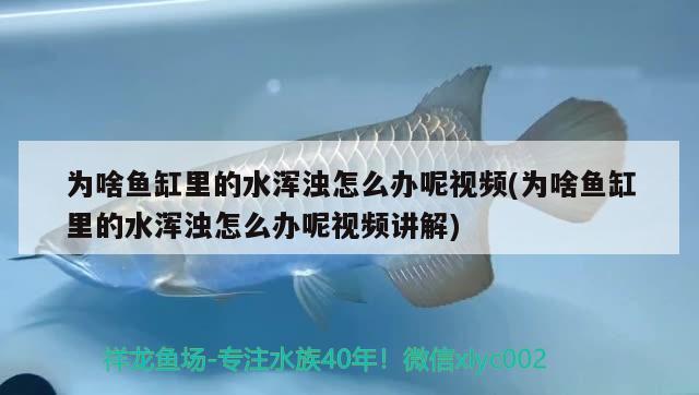 為啥魚缸里的水渾濁怎么辦呢視頻(為啥魚缸里的水渾濁怎么辦呢視頻講解) 祥龍魚場