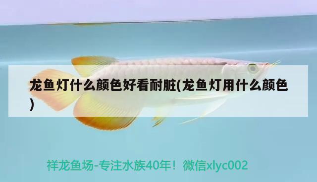 龍魚(yú)燈什么顏色好看耐臟(龍魚(yú)燈用什么顏色) 祥龍傳奇品牌魚(yú)缸