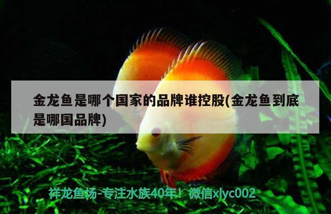 金龍魚是哪個國家的品牌誰控股(金龍魚到底是哪國品牌) 魚缸風(fēng)水