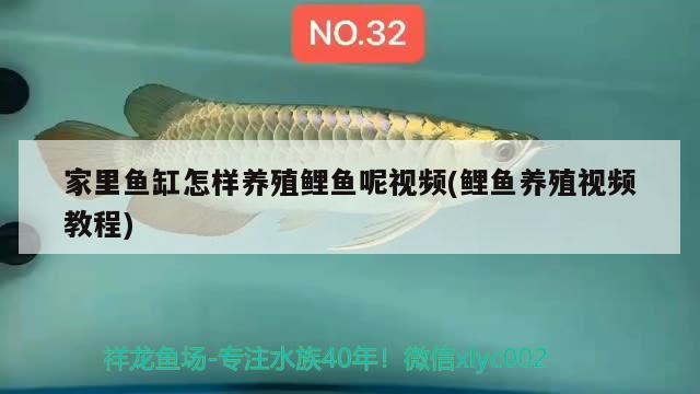 家里魚缸怎樣養(yǎng)殖鯉魚呢視頻(鯉魚養(yǎng)殖視頻教程) 祥龍進(jìn)口元寶鳳凰魚