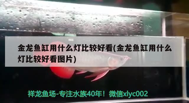 金龍魚缸用什么燈比較好看(金龍魚缸用什么燈比較好看圖片) 申古銀版魚