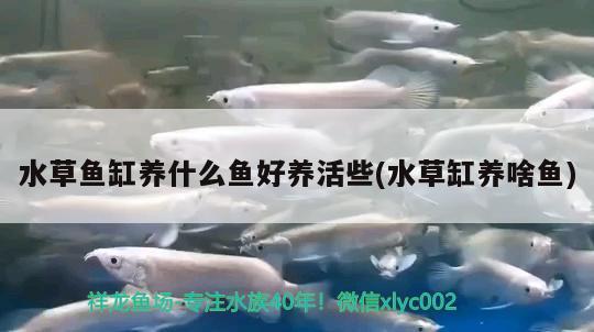 水草魚缸養(yǎng)什么魚好養(yǎng)活些(水草缸養(yǎng)啥魚) 水草 第2張