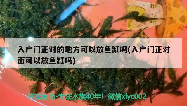 入戶門正對的地方可以放魚缸嗎(入戶門正對面可以放魚缸嗎)