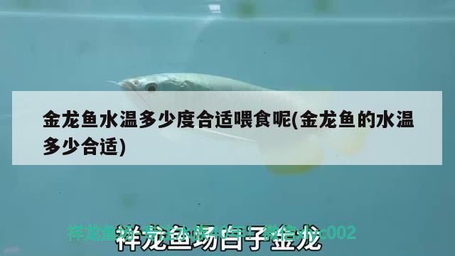 金龍魚(yú)水溫多少度合適喂食呢(金龍魚(yú)的水溫多少合適) 黑白雙星魚(yú)