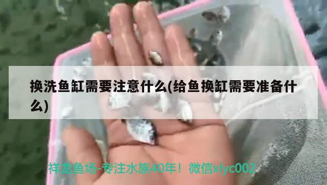 換洗魚缸需要注意什么(給魚換缸需要準備什么) 女王大帆魚