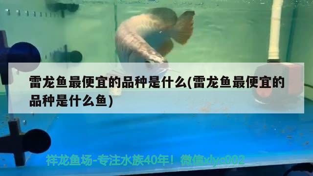 雷龍魚最便宜的品種是什么(雷龍魚最便宜的品種是什么魚)