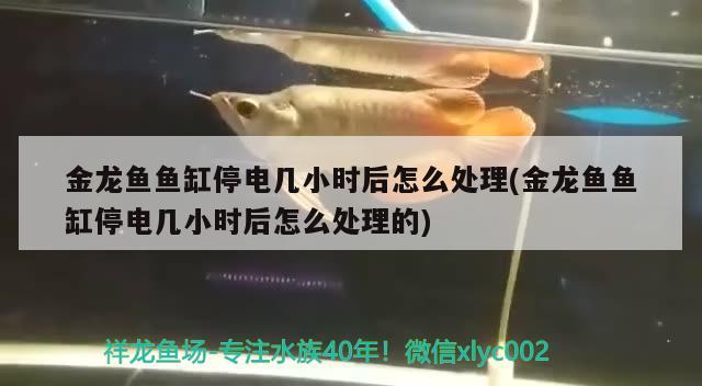 金龍魚魚缸停電幾小時(shí)后怎么處理(金龍魚魚缸停電幾小時(shí)后怎么處理的)