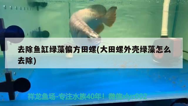 去除魚缸綠藻偏方田螺(大田螺外殼綠藻怎么去除)