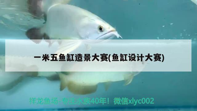 一米五魚缸造景大賽(魚缸設(shè)計大賽) 魚缸等水族設(shè)備 第2張