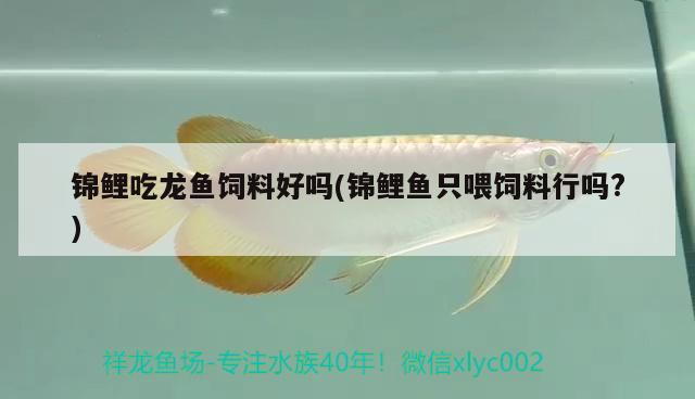 錦鯉吃龍魚飼料好嗎(錦鯉魚只喂飼料行嗎?) 水族品牌