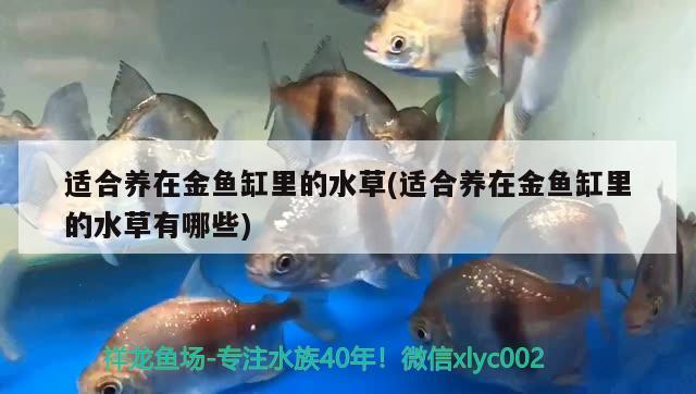 適合養(yǎng)在金魚缸里的水草(適合養(yǎng)在金魚缸里的水草有哪些) 水草