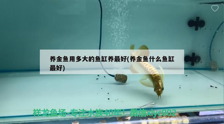 養(yǎng)金魚用多大的魚缸養(yǎng)最好(養(yǎng)金魚什么魚缸最好) 七彩神仙魚