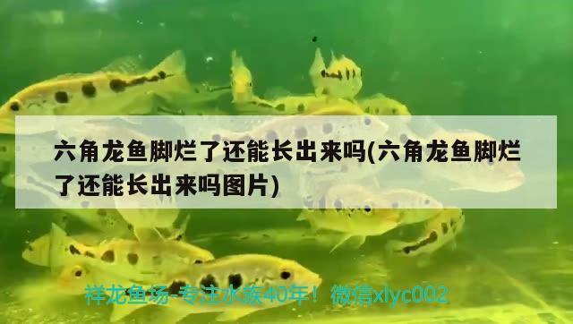 六角龍魚腳爛了還能長出來嗎(六角龍魚腳爛了還能長出來嗎圖片) 泰龐海鰱魚