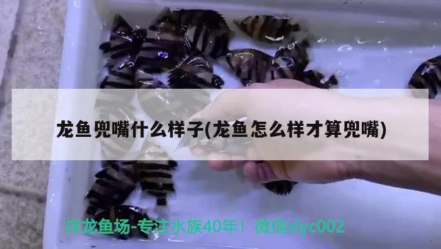 龍魚兜嘴什么樣子(龍魚怎么樣才算兜嘴) 白子黑帝王魟魚