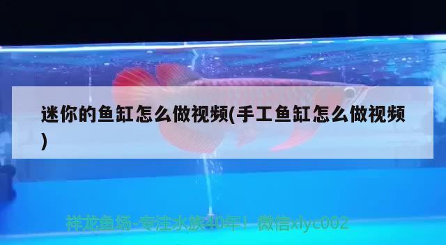 迷你的魚缸怎么做視頻(手工魚缸怎么做視頻) 朱巴利魚苗 第2張