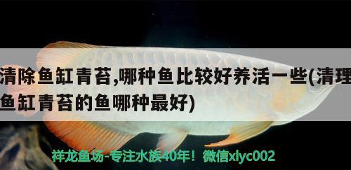 清除魚缸青苔,哪種魚比較好養(yǎng)活一些(清理魚缸青苔的魚哪種最好)