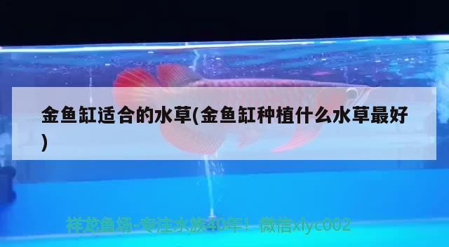 金魚缸適合的水草(金魚缸種植什么水草最好) 水草 第2張