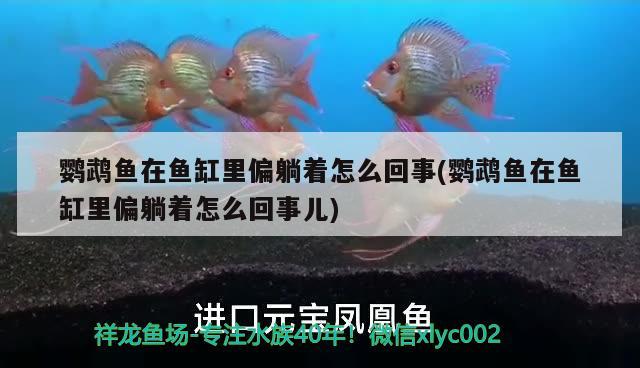 鸚鵡魚在魚缸里偏躺著怎么回事(鸚鵡魚在魚缸里偏躺著怎么回事兒) 鸚鵡魚