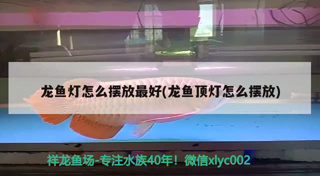 龍魚燈怎么擺放最好(龍魚頂燈怎么擺放)