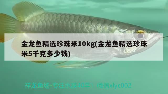 金龍魚精選珍珠米10kg(金龍魚精選珍珠米5千克多少錢) BD魟魚