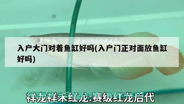 入戶大門對著魚缸好嗎(入戶門正對面放魚缸好嗎) 白子銀版魚苗